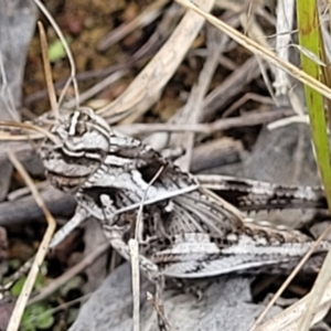 Gastrimargus musicus at Weetangera, ACT - 9 Feb 2023 04:22 PM