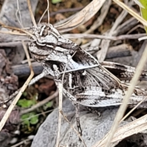 Gastrimargus musicus at Weetangera, ACT - 9 Feb 2023 04:22 PM