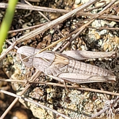 Caledia captiva (grasshopper) at The Pinnacle - 9 Feb 2023 by trevorpreston