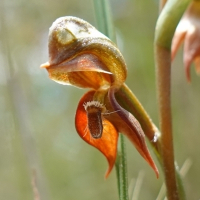 Oligochaetochilus squamatus (Southern Rustyhood) at Namadgi National Park - 3 Feb 2023 by RobG1