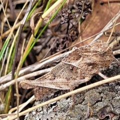 Gastrimargus musicus (Yellow-winged Locust or Grasshopper) at Weetangera, ACT - 9 Feb 2023 by trevorpreston