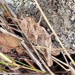 Gastrimargus musicus at Weetangera, ACT - 9 Feb 2023 04:17 PM