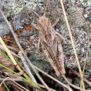 Gastrimargus musicus at Weetangera, ACT - 9 Feb 2023 04:17 PM