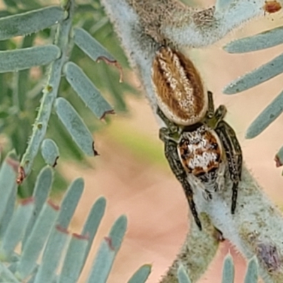 Opisthoncus abnormis (Long-legged Jumper) at Weetangera, ACT - 9 Feb 2023 by trevorpreston