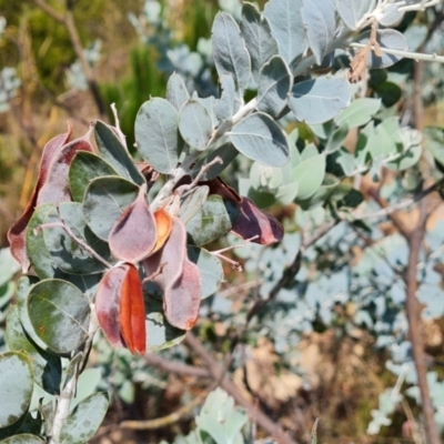 Acacia podalyriifolia (Queensland Silver Wattle) at Isaacs, ACT - 9 Feb 2023 by Mike