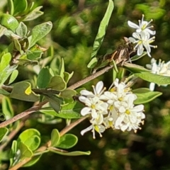 Bursaria spinosa subsp. lasiophylla (Australian Blackthorn) at Isaacs Ridge - 9 Feb 2023 by Mike