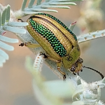 Calomela vittata (Acacia leaf beetle) at The Pinnacle - 9 Feb 2023 by trevorpreston