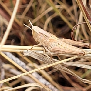 Caledia captiva at Weetangera, ACT - 9 Feb 2023