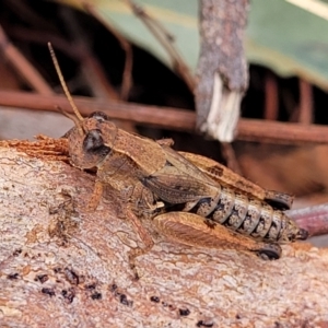 Phaulacridium vittatum at Weetangera, ACT - 9 Feb 2023 04:04 PM