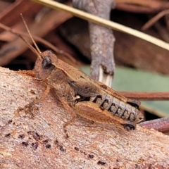 Phaulacridium vittatum at Weetangera, ACT - 9 Feb 2023 04:04 PM