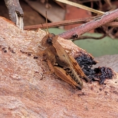 Phaulacridium vittatum at Weetangera, ACT - 9 Feb 2023