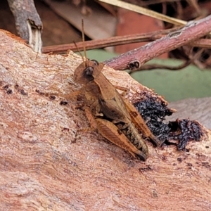 Phaulacridium vittatum at Weetangera, ACT - 9 Feb 2023 04:04 PM