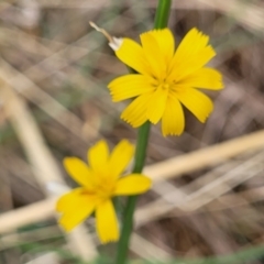 Chondrilla juncea (Skeleton Weed) at The Pinnacle - 9 Feb 2023 by trevorpreston