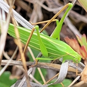 Polichne parvicauda at Weetangera, ACT - 9 Feb 2023