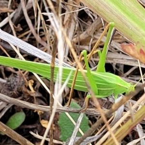 Polichne parvicauda at Weetangera, ACT - 9 Feb 2023 03:52 PM