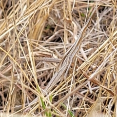 Acrida conica (Giant green slantface) at Weetangera, ACT - 9 Feb 2023 by trevorpreston