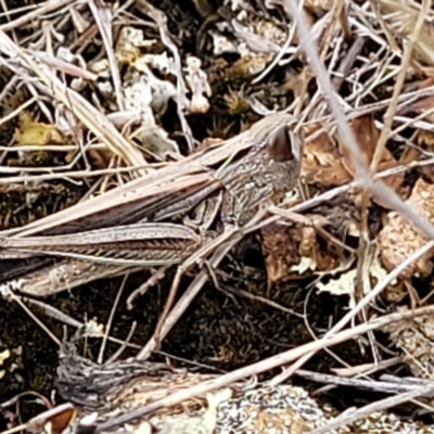 Caledia captiva (grasshopper) at Weetangera, ACT - 9 Feb 2023 by trevorpreston