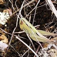 Caledia captiva (grasshopper) at Weetangera, ACT - 9 Feb 2023 by trevorpreston