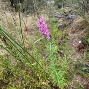 Lythrum salicaria at Coombs, ACT - 9 Feb 2023