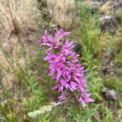 Lythrum salicaria at Coombs, ACT - 9 Feb 2023