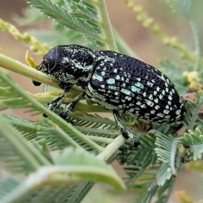 Chrysolopus spectabilis (Botany Bay Weevil) at The Pinnacle - 9 Feb 2023 by trevorpreston