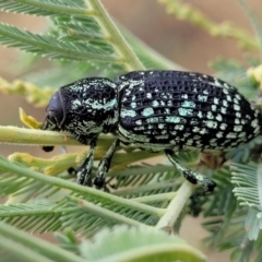 Chrysolopus spectabilis at Weetangera, ACT - 9 Feb 2023 03:48 PM