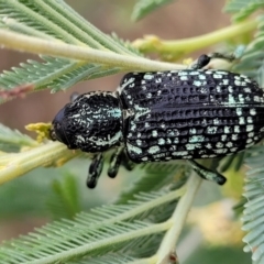 Chrysolopus spectabilis at Weetangera, ACT - 9 Feb 2023 03:48 PM