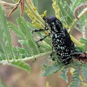 Chrysolopus spectabilis at Weetangera, ACT - 9 Feb 2023 03:48 PM