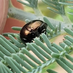 Ditropidus sp. (genus) at Weetangera, ACT - 9 Feb 2023