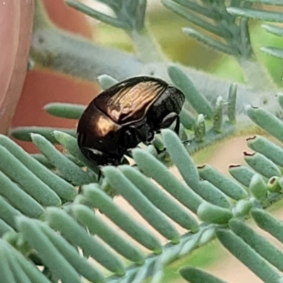 Ditropidus sp. (genus) (Leaf beetle) at The Pinnacle - 9 Feb 2023 by trevorpreston