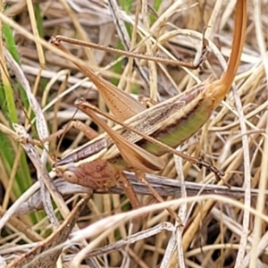 Conocephalus semivittatus at Weetangera, ACT - 9 Feb 2023