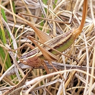 Conocephalus semivittatus (Meadow katydid) at Weetangera, ACT - 9 Feb 2023 by trevorpreston