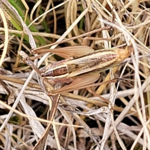 Conocephalus semivittatus at Weetangera, ACT - 9 Feb 2023