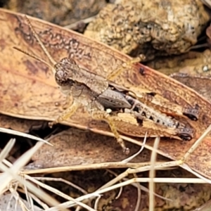 Phaulacridium vittatum at Weetangera, ACT - 9 Feb 2023 03:45 PM