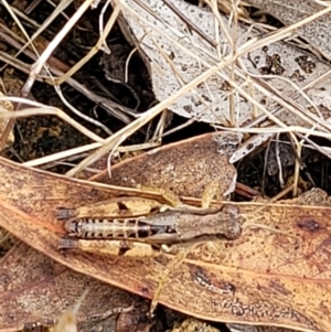 Phaulacridium vittatum at Weetangera, ACT - 9 Feb 2023 03:45 PM