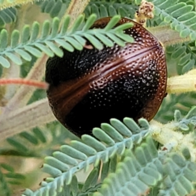 Dicranosterna immaculata (Acacia leaf beetle) at The Pinnacle - 9 Feb 2023 by trevorpreston