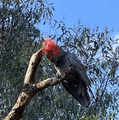 Callocephalon fimbriatum (Gang-gang Cockatoo) at Jerrabomberra, NSW - 9 Feb 2023 by Mavis