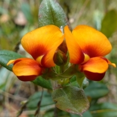 Podolobium alpestre (Shaggy Alpine Pea) at Mount Clear, ACT - 3 Feb 2023 by RobG1