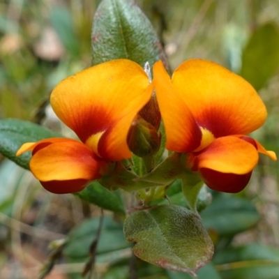 Podolobium alpestre (Shaggy Alpine Pea) at Namadgi National Park - 3 Feb 2023 by RobG1