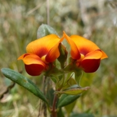 Podolobium alpestre at Mount Clear, ACT - 3 Feb 2023