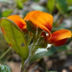 Podolobium alpestre at Mount Clear, ACT - 3 Feb 2023