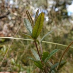 Podolobium alpestre at Mount Clear, ACT - 3 Feb 2023