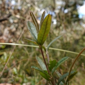 Podolobium alpestre at Mount Clear, ACT - 3 Feb 2023