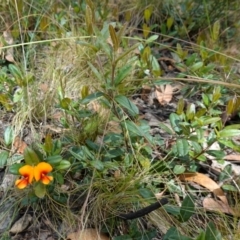 Podolobium alpestre at Mount Clear, ACT - 3 Feb 2023