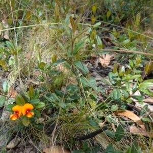 Podolobium alpestre at Mount Clear, ACT - 3 Feb 2023