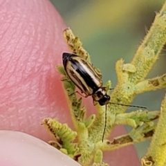 Monolepta froggatti (Leaf beetle) at The Pinnacle - 9 Feb 2023 by trevorpreston