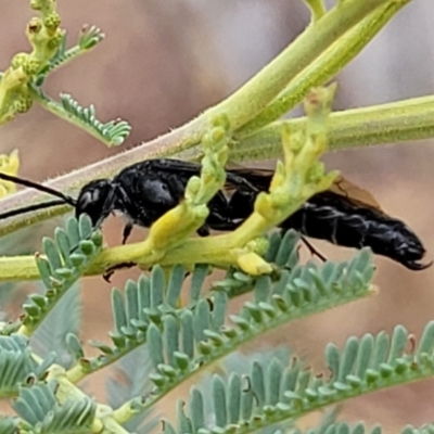 Rhagigaster ephippiger (Smooth flower wasp) at Weetangera, ACT - 9 Feb 2023 by trevorpreston