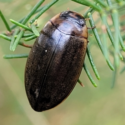 Rhantus suturalis (A predaceous diving beetle) at Weetangera, ACT - 9 Feb 2023 by trevorpreston