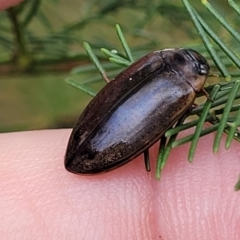 Rhantus suturalis at Weetangera, ACT - 9 Feb 2023