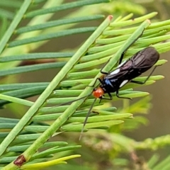 Trilaccus mimeticus at The Pinnacle - 9 Feb 2023 03:34 PM